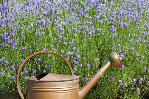 Lavanda vera: consigli per la cura di piante sane