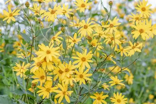 Aardpeer: hoe kweek je hem in je eigen tuin?