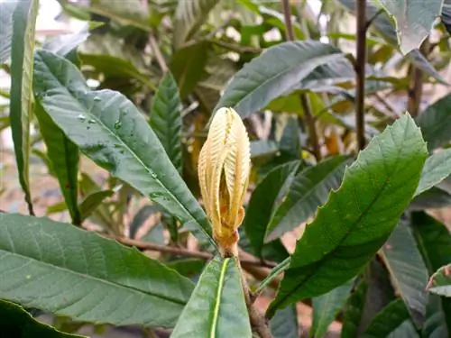 Loquat imara