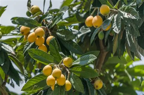 Watering Japanese loquat