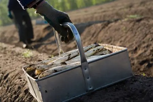 asperges in het veld