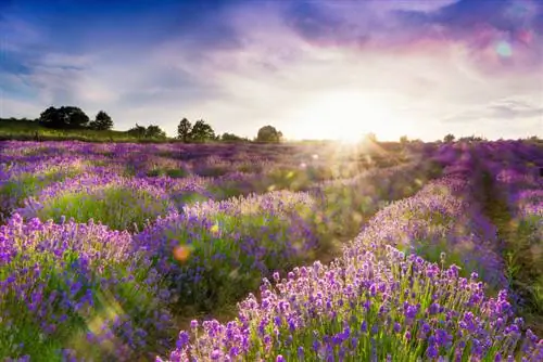 Ladang lavender sebenar