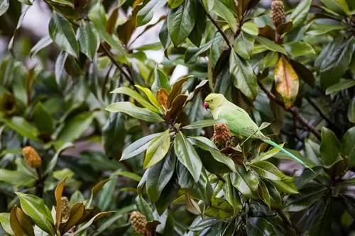 Magnolia de hoja perenne: cuidado, ubicación y protección invernal