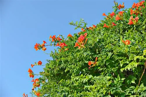 הכפל חצוצרות טיפוס: שיטות וטיפים להצלחה