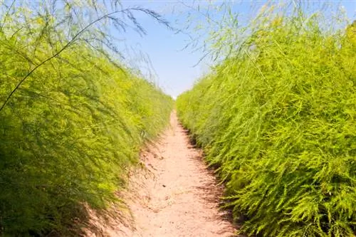 Asparagus cultivation: How and when should you fertilize?