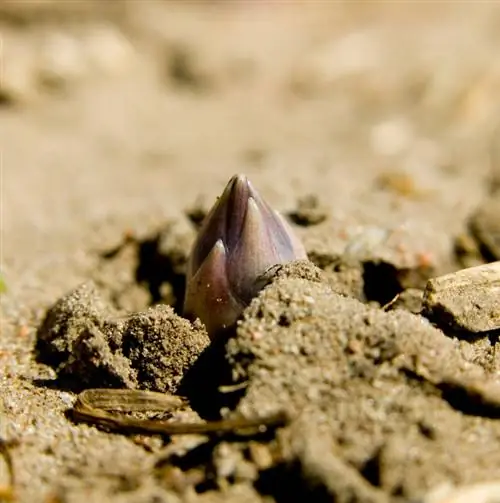 Harvesting asparagus: When and how does it work?