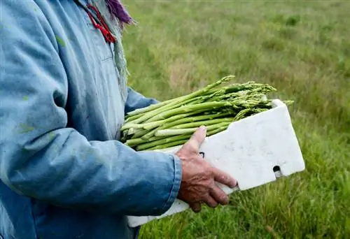 Coltiva gli asparagi