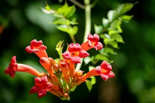 A trombeta trepadeira é venenosa? O que você deveria saber