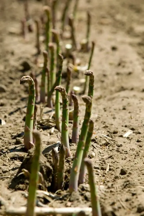 Asperges vermeerderen