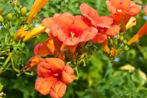 Trompette grimpante dans le jardin