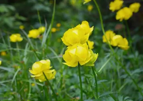 When do globeflowers bloom?