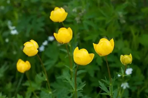 Globeflower Sted: Hvor skal man plante for optimal vekst?