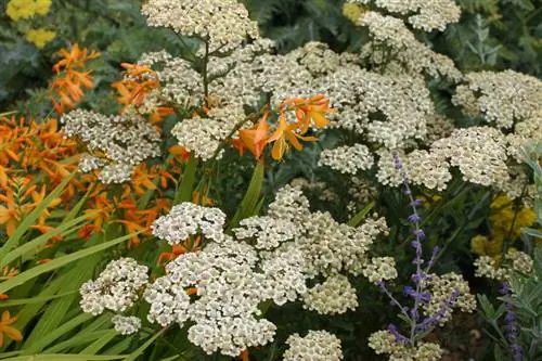 De belles achillées millefeuille au jardin : comment bien en prendre soin ?