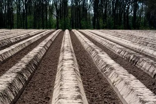 Asperges planten: tips voor een succesvolle teelt thuis