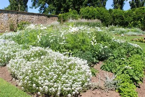 Duiblad in die tuin: ligging, planttyd en verbouingswenke