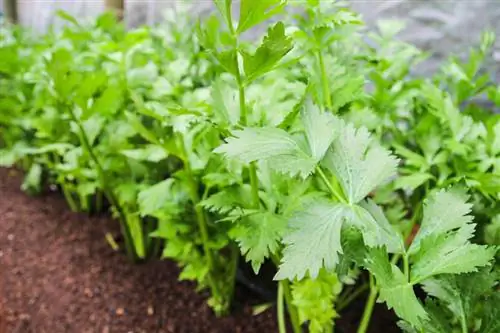 Planter des branches de céleri