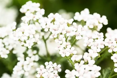 Quando fiorisce l'achillea? Tutto sul loro periodo di massimo splendore