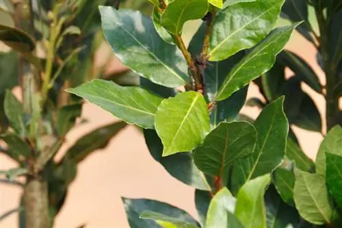 Portugese laurierkers eetbaar