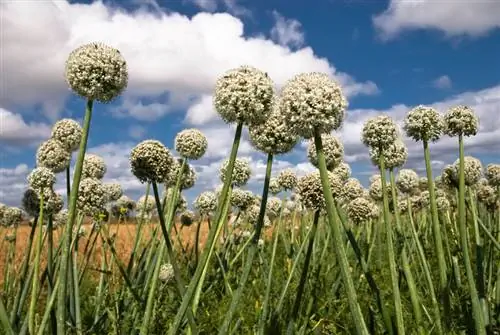 Cultivo de cebola