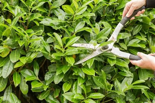 Poda de laurel portugués