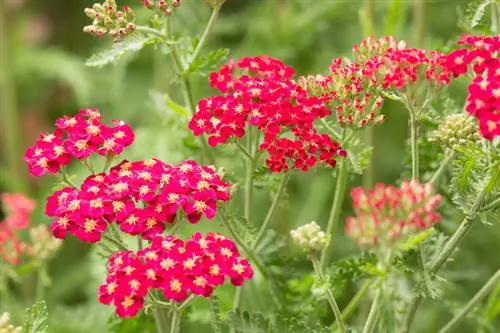 Yarrow түрлөрү: Дары өсүмдүктүн көп түрдүүлүгү менен таанышыңыз