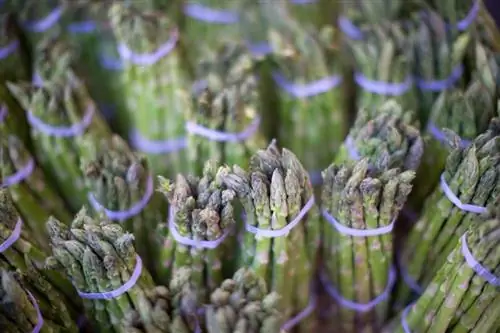 Asparagus season: When does the harvest season begin and end?