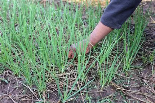 Fertilizar cebollas