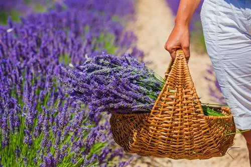 Gjenkjenne ekte lavendel: Hvordan skille mellom artene