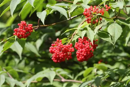 Liab elderberry: Txaus siab rau kev nyab xeeb los ntawm kev npaj kom raug