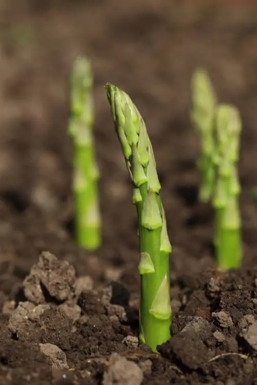 Variétés d'asperges