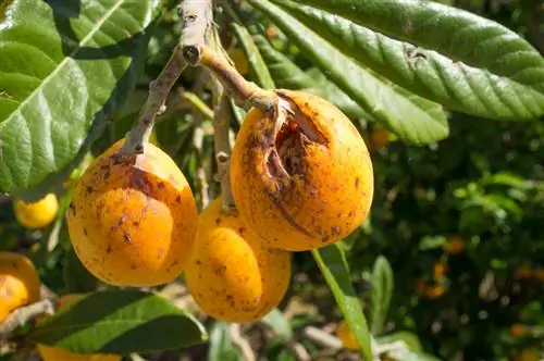 Daune cauzate de îngheț de loquat japonez