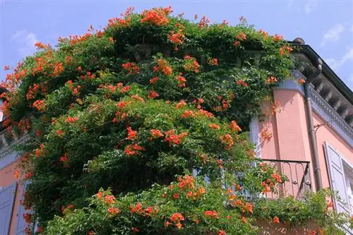 Climbing trumpet pruning