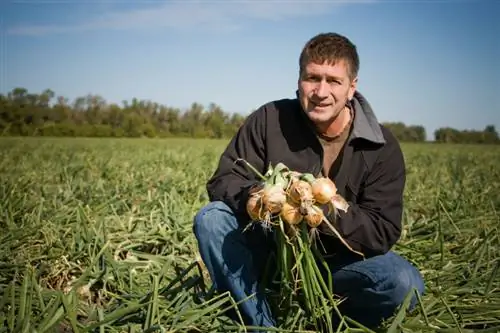 Onion harvest: How to recognize the perfect ripening time