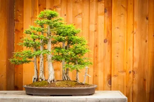 Skallig cypress som bonsai: vård, plats och formning