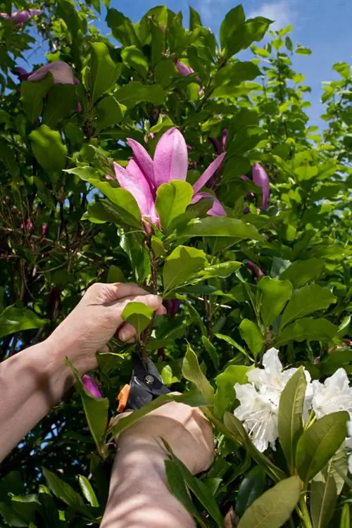 Skär vintergrön magnolia: När och hur man gör det korrekt