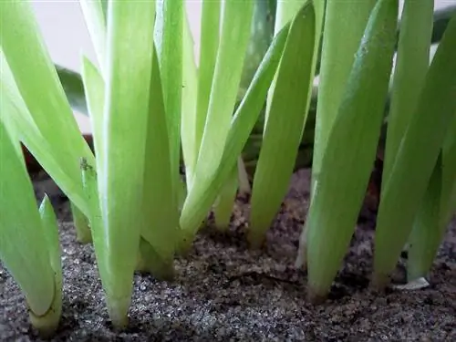 Aloe vera offshoots