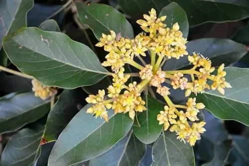 Avokadoblomst: når og hvordan den blomstrer for første gang