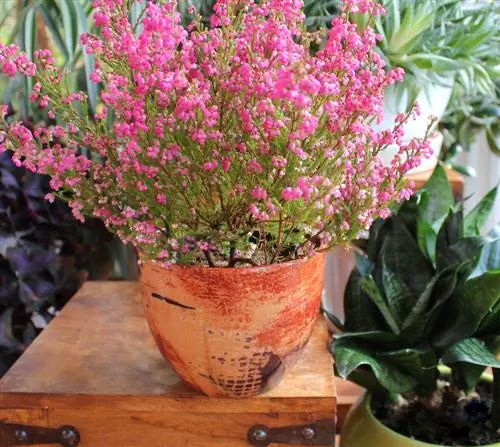 Planter et entretenir de la bruyère sur le balcon : voici comment ça marche