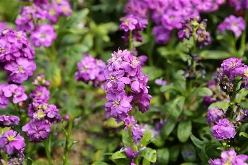 Levkojen-pleie: tips for praktfulle og velduftende blomster