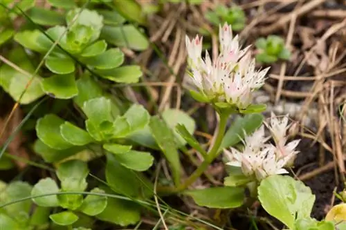 Sedums: variëteiten, standplaats en verzorging in één oogopslag