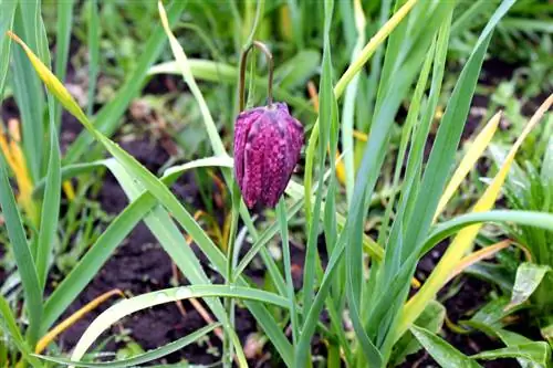 Plantar bulbos de flores de tablero de ajedrez.