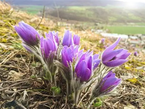 Lokalizacja Pasqueflower: Jak wybrać idealne miejsce