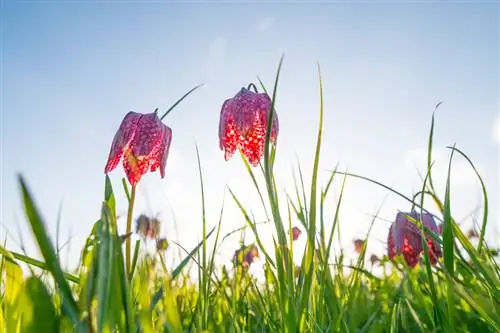 Checkerboard flower: location tips for magnificent flowers