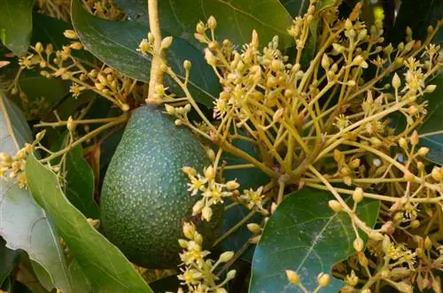 Ontdek de fascinerende betekenis van de avocado