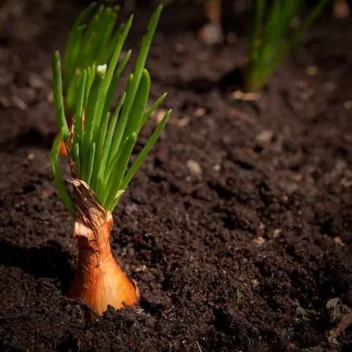 Plantar conjuntos de cebollas.