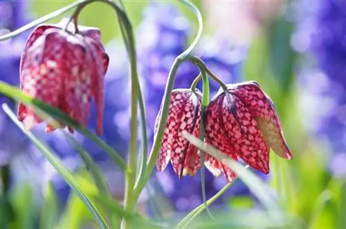 Cura dei fiori di scacchi