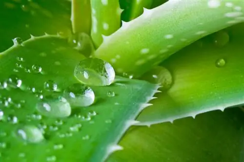 Caractéristiques de l'aloe vera