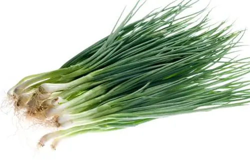 Sow spring onions