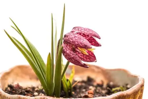 Een schaakbordbloem in een pot laten groeien: de ultieme gids