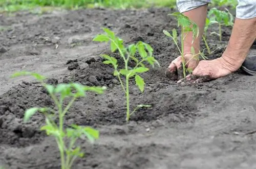 Wanneer tomaten planten: de optimale tijd in het tuinjaar